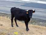 Vaca curiosa en Cotos