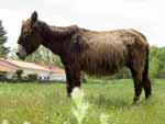 Burro tranquilo en Mataelpino