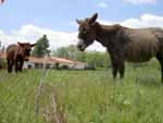 Burros pensando en Mataelpino